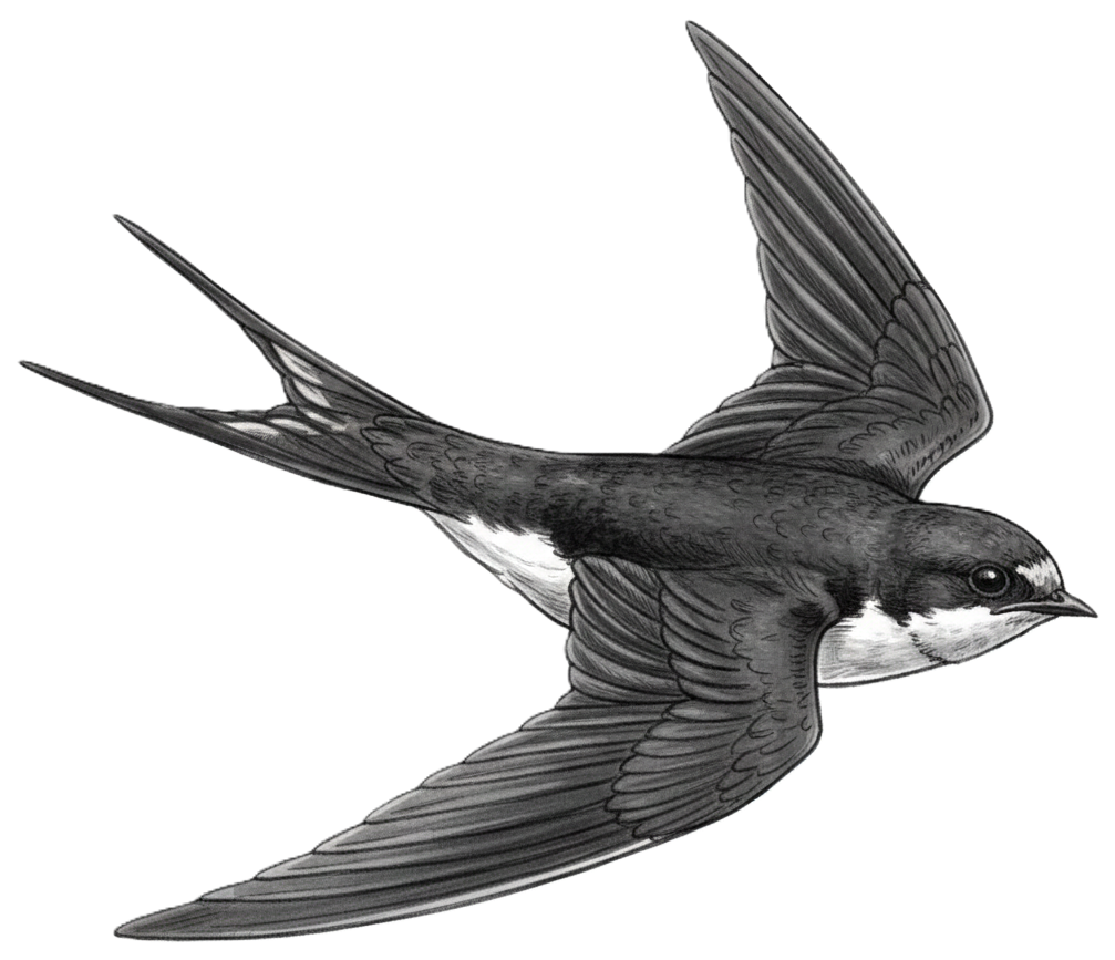 hirundo